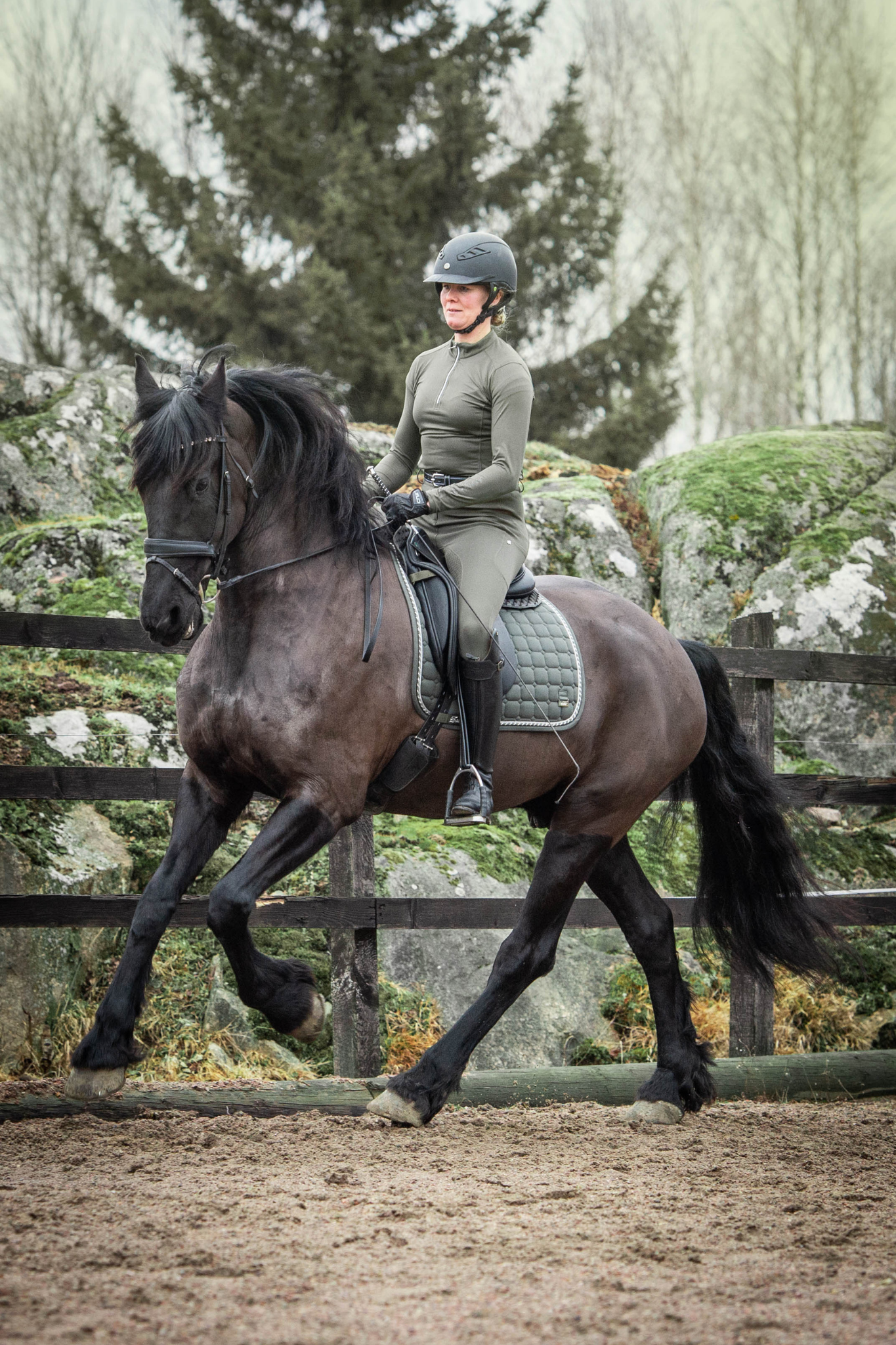 Dressage Olive